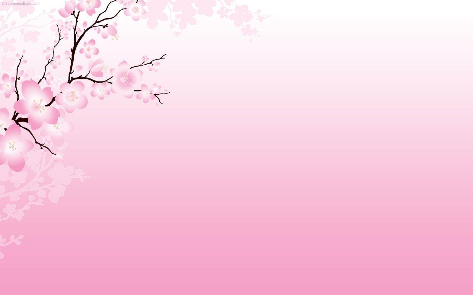 Wallpaper For > Cherry Blossom Background Wallpaper