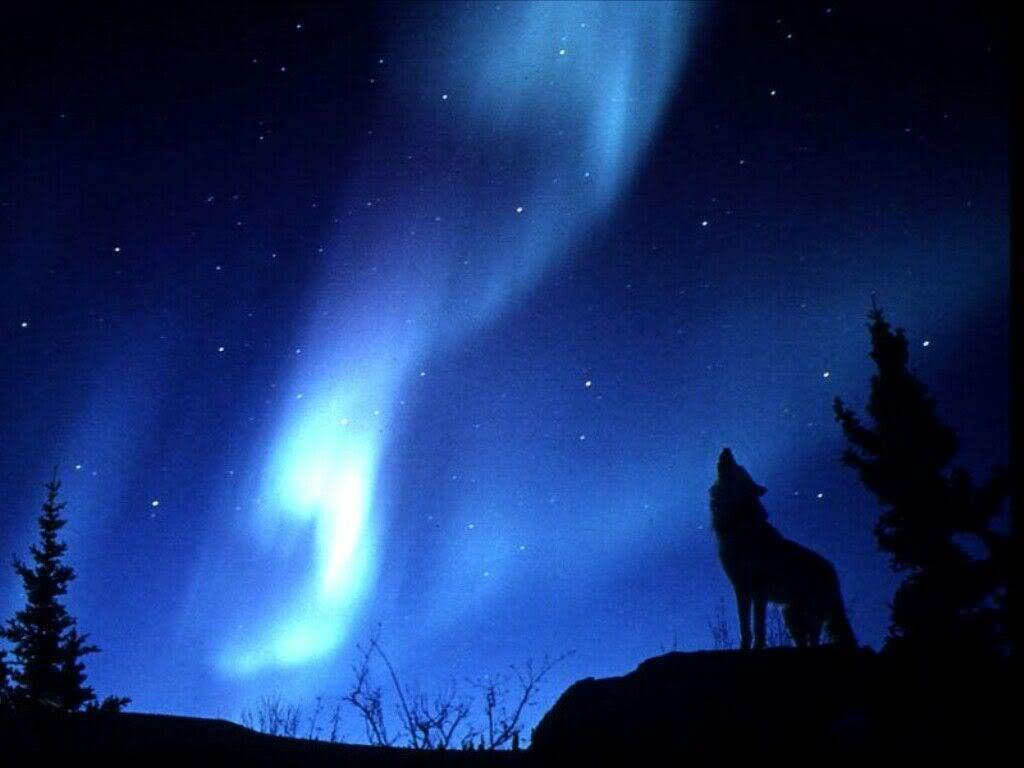 Lone Wolf Howling At The Lights In The Sky Photo
