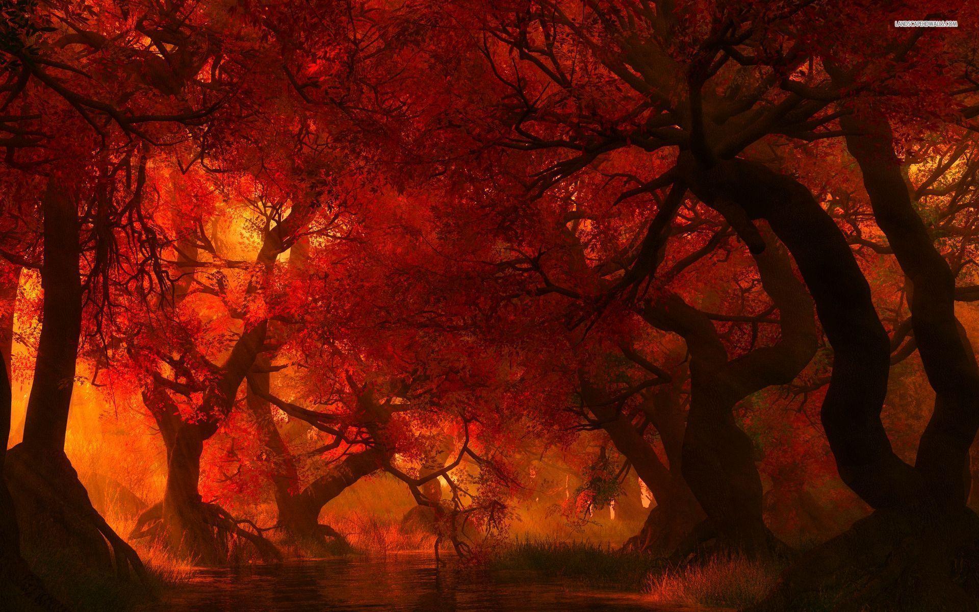 Fire colors in the forest wallpaper #