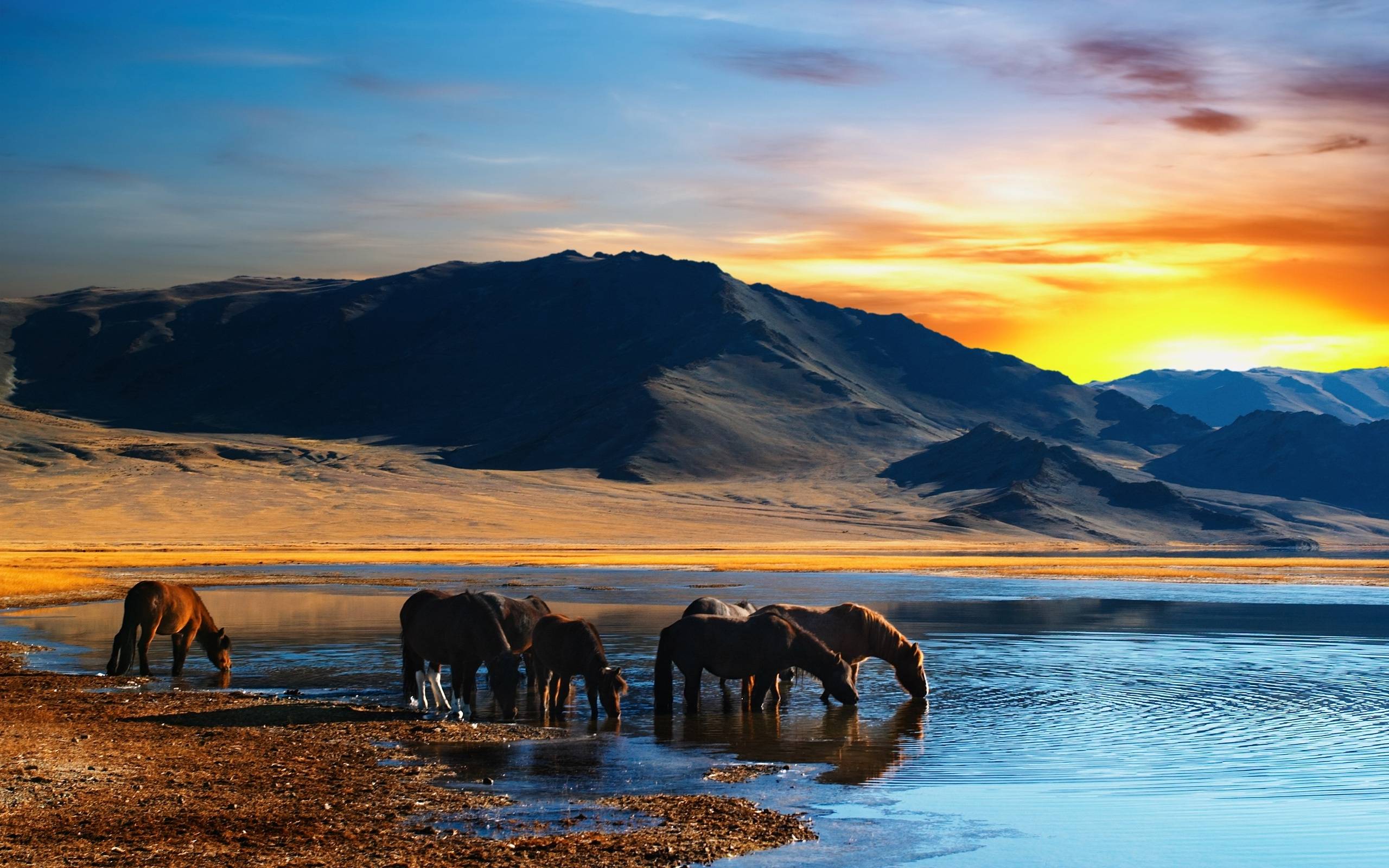 Wild Horses Drinking Water at Sunset Free and Wallpaper