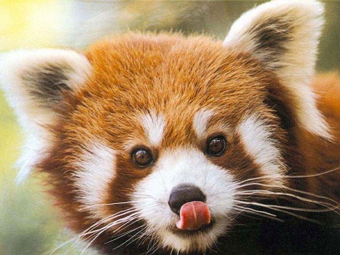 Red Panda Closeup Wallpaper Desktop Free. Panda, Red Panda
