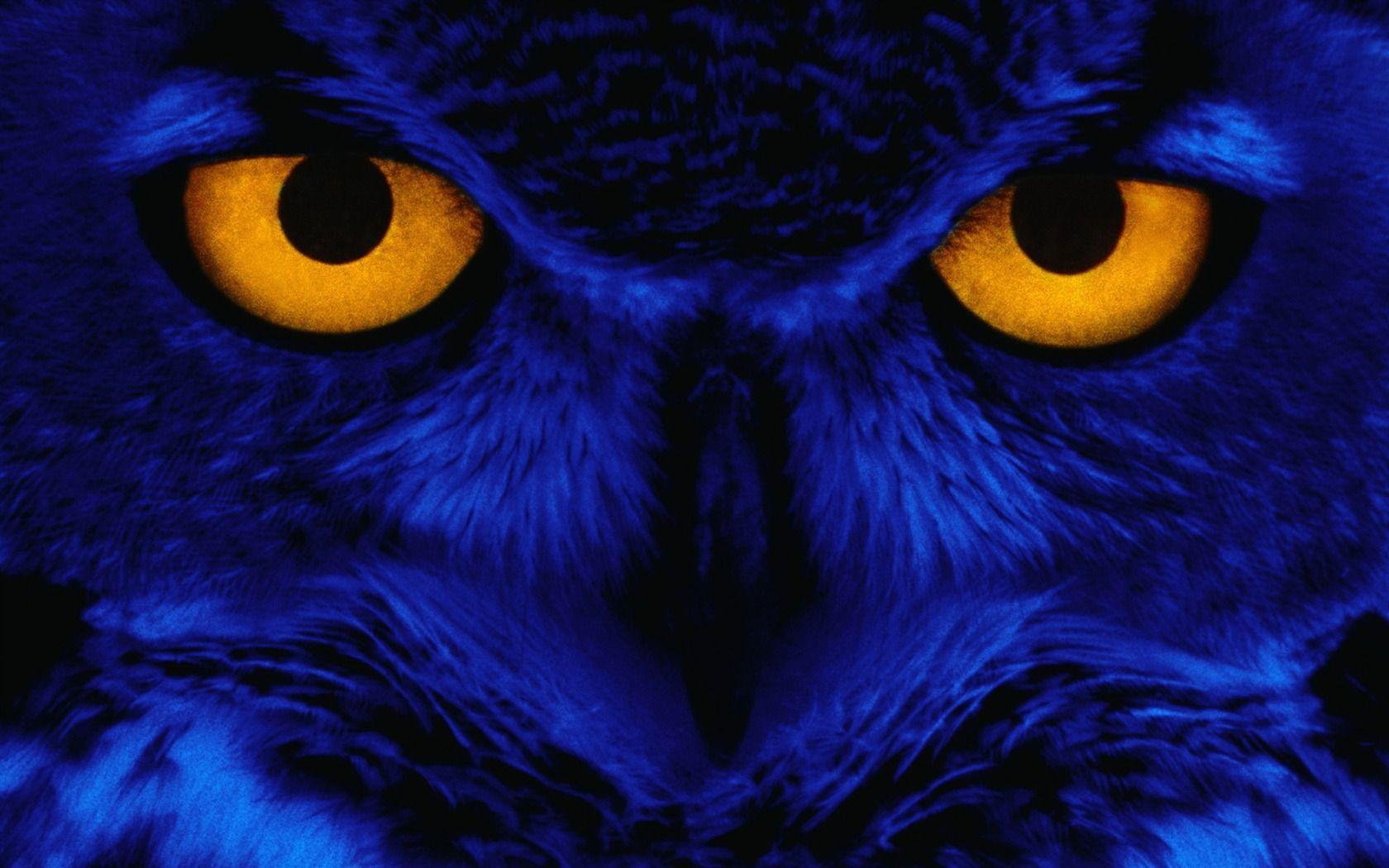 Weird Owl Wallpaper Your HD 1680x1050PX Wallpaper Weird