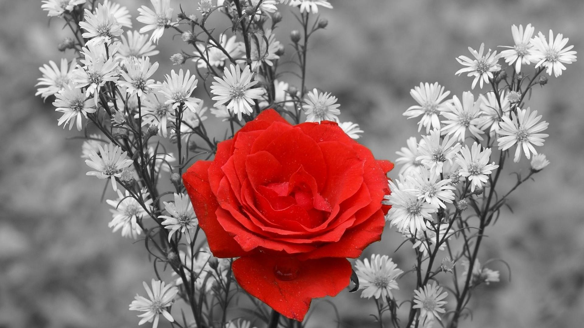 Black And White Red Rose Wallpaper