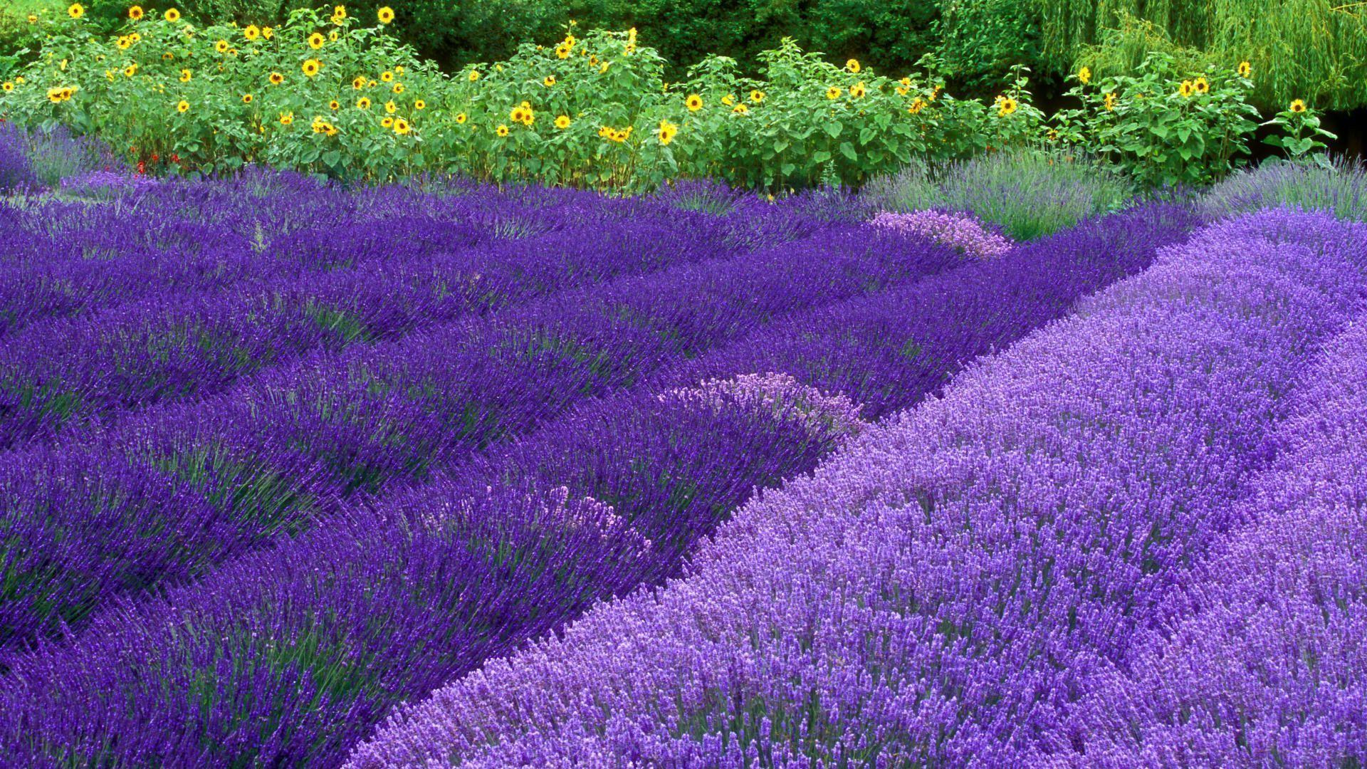 Purple Haze Lavender Farm Sequim Washington HD Wallpaper