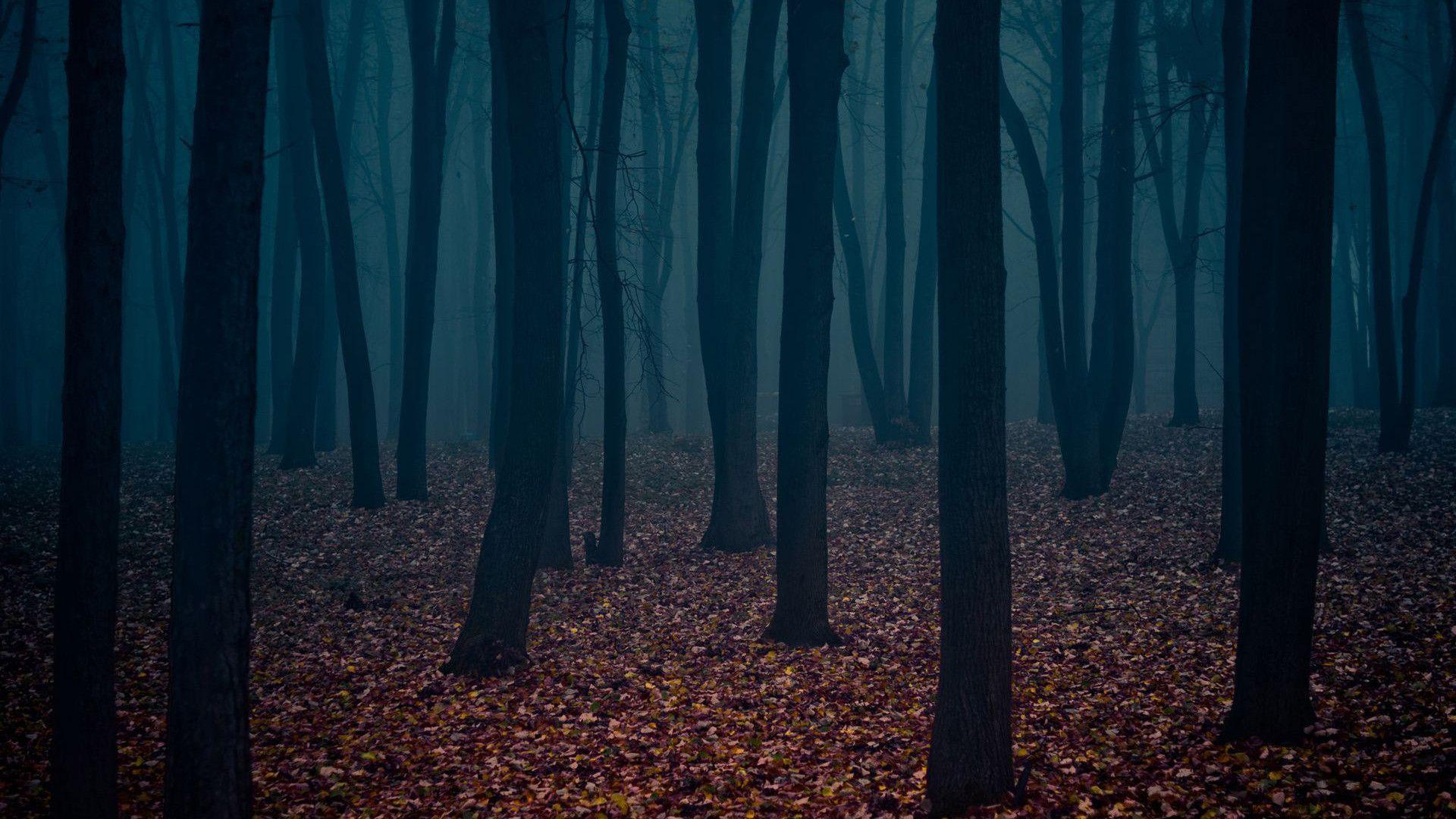 Wallpaper For > Dark Forest Wallpaper 1920x1080