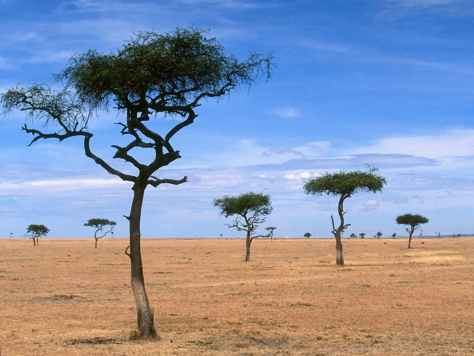 Scattered Acacia Trees / Kenya / Africa wallpaper and image