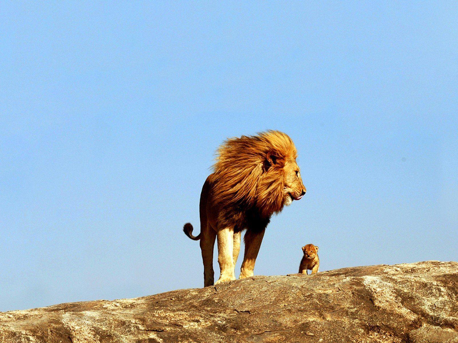 Dad lion and the lion cub wallpaper, Lions on the rock wallpaper