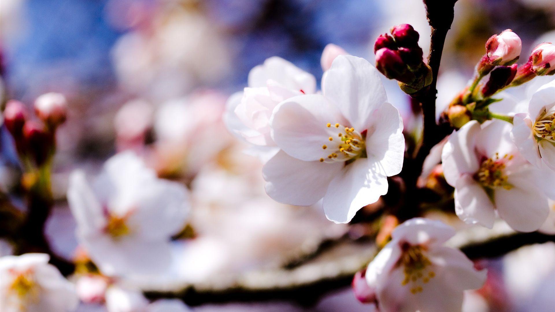 Apple tree white flowers spring Wallpaperx1080 resolution