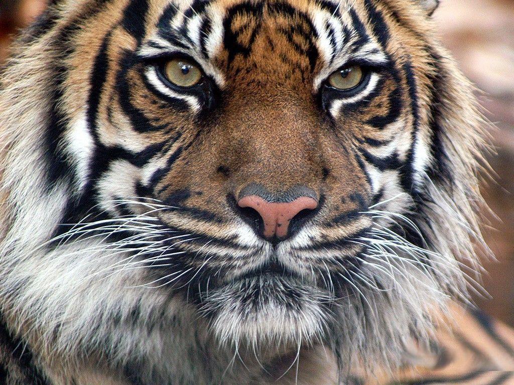 Wallpaper For > Colorful Tiger Face Wallpaper