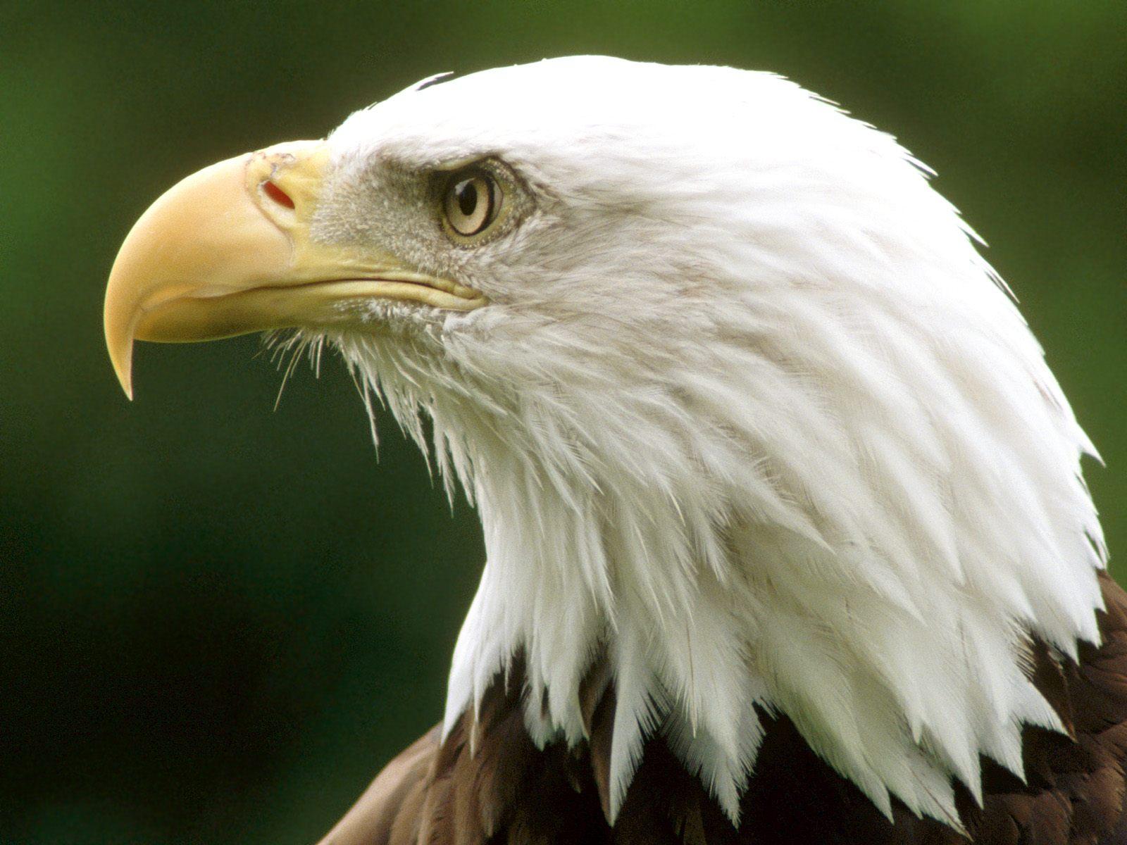 Bald eagle high definition free desktop background