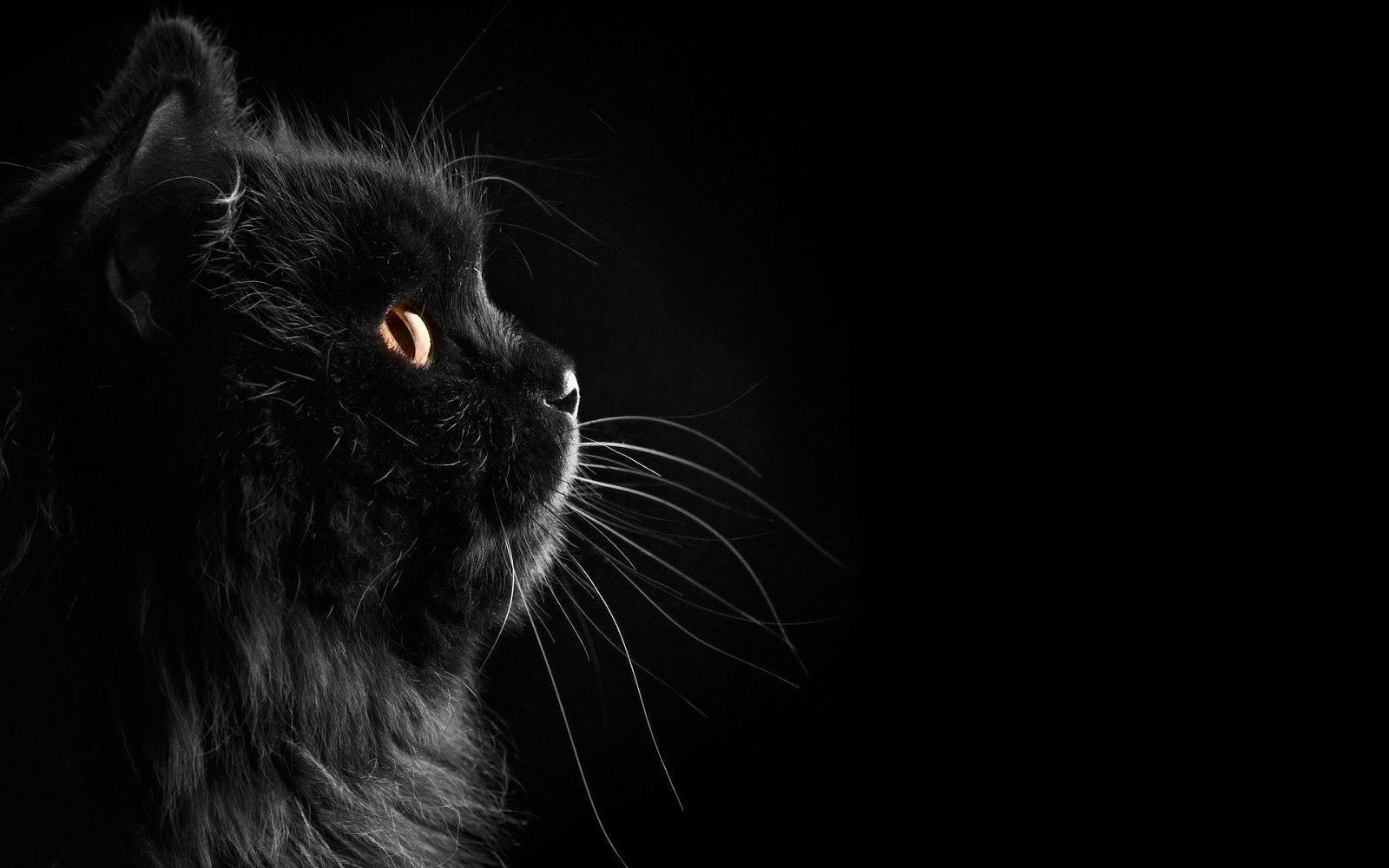Black wallpaper with a black cat. HD Animals Wallpaper