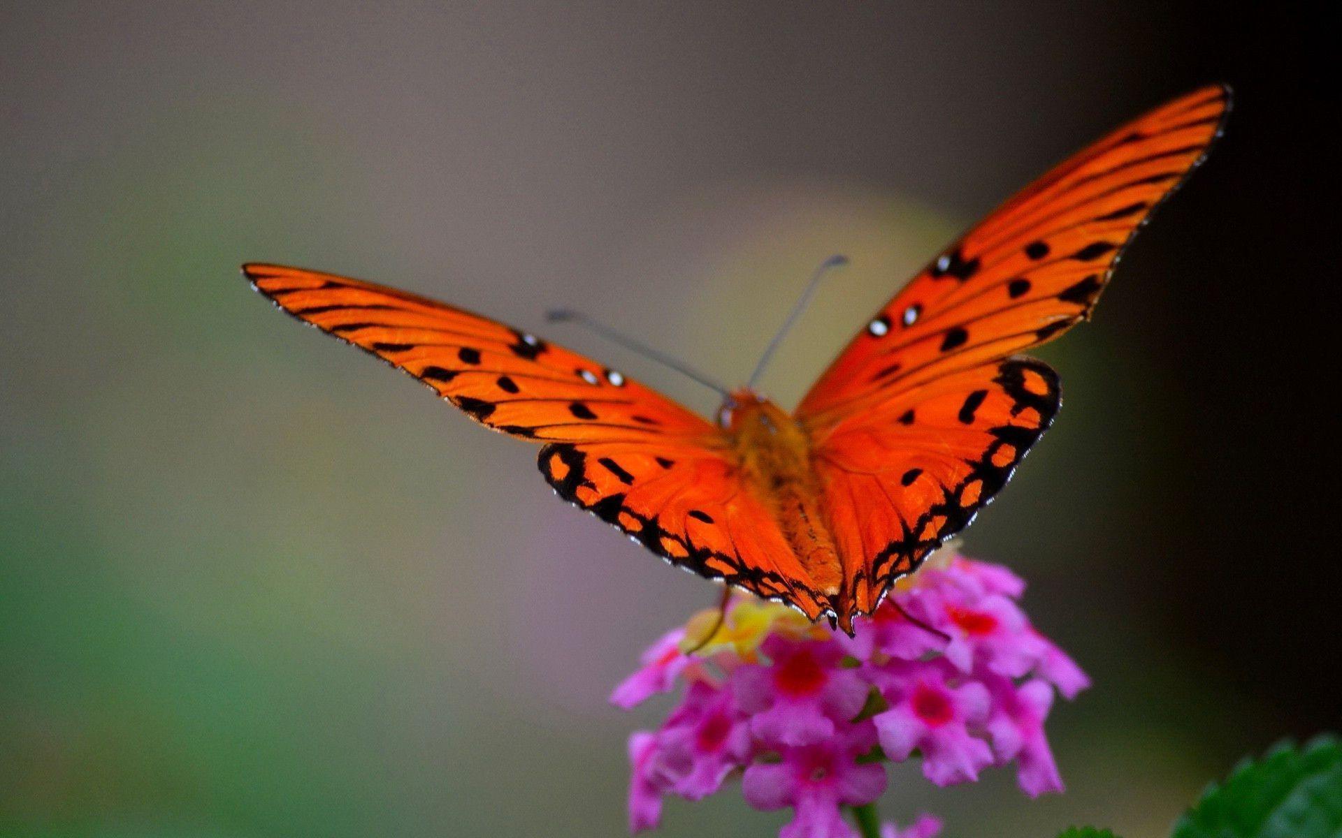 Black red butterfly Wallpaper