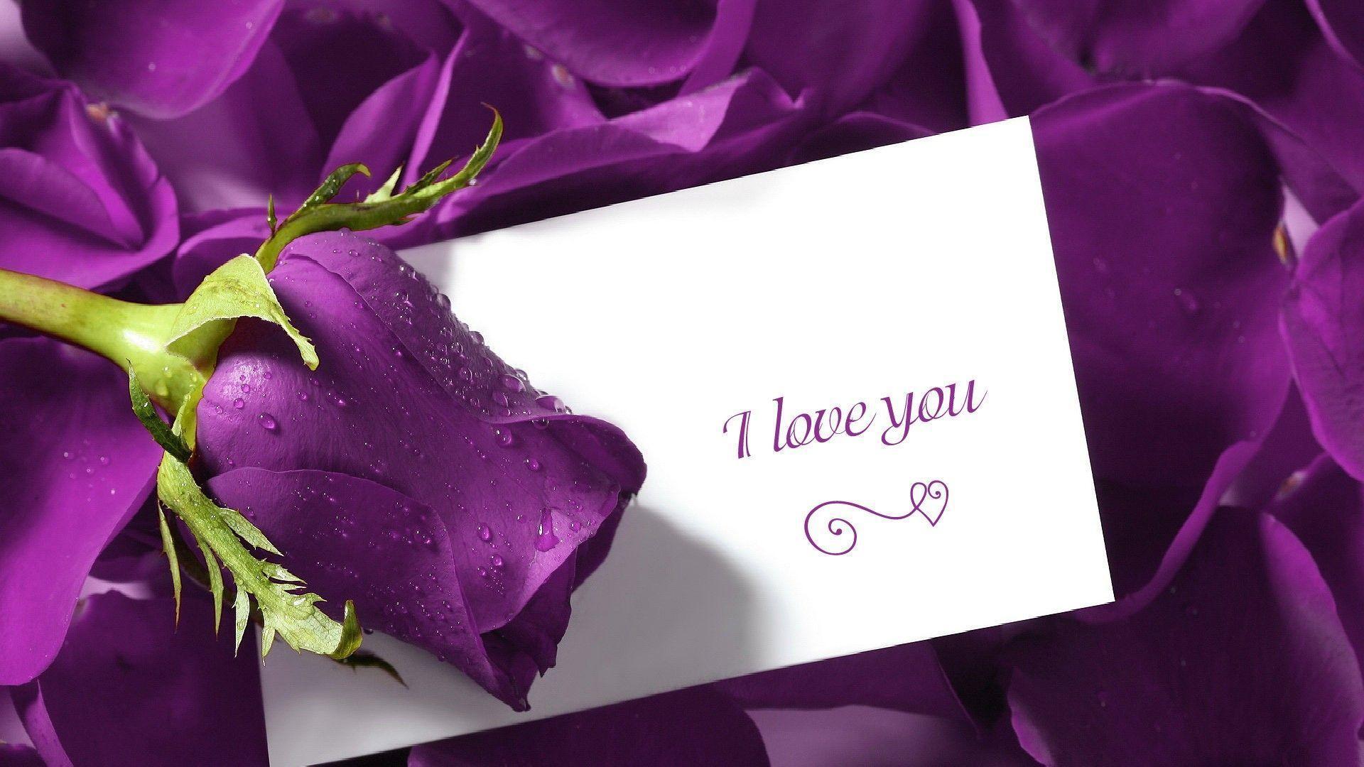 Cute Love And Purple Rose Flower Wallpaper Des Wallpaper