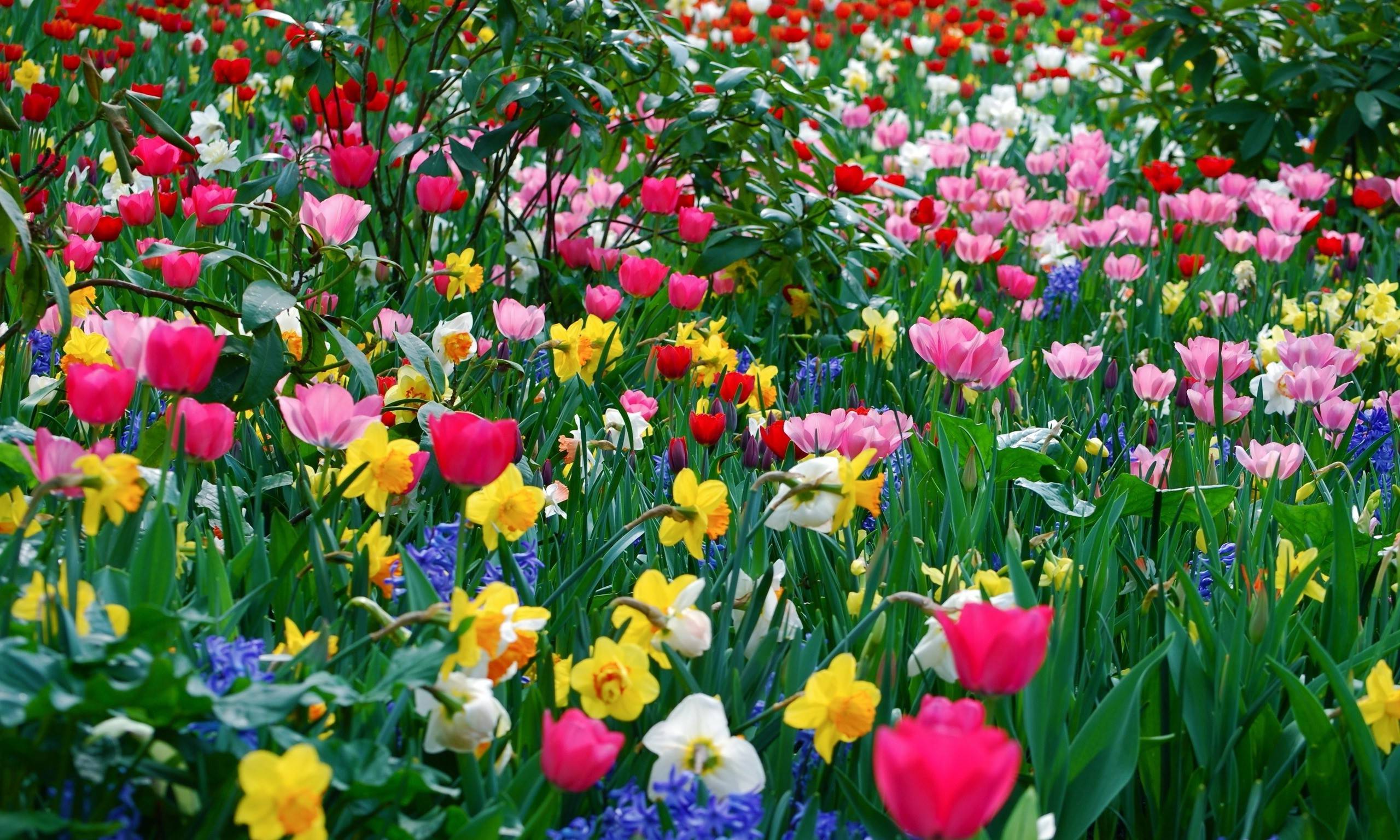 Spring Flowers Background HD Picture 4 HD Wallpaper. aduphoto