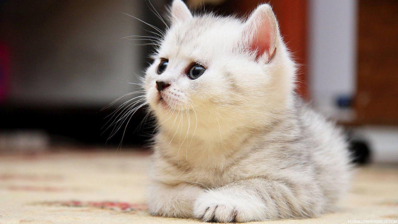 Cute Fluffy Kittens Wallpaper HD Fluffy Siamese Kittens