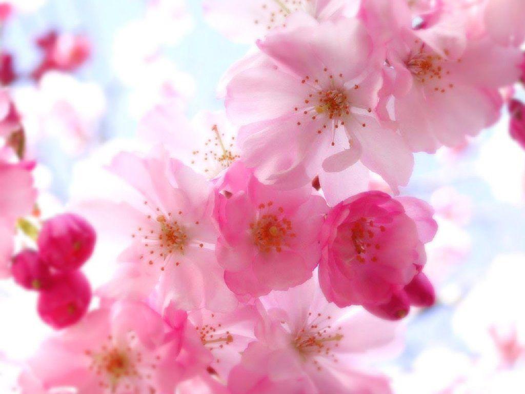 Pretty Flower Backgrounds - Wallpaper Cave