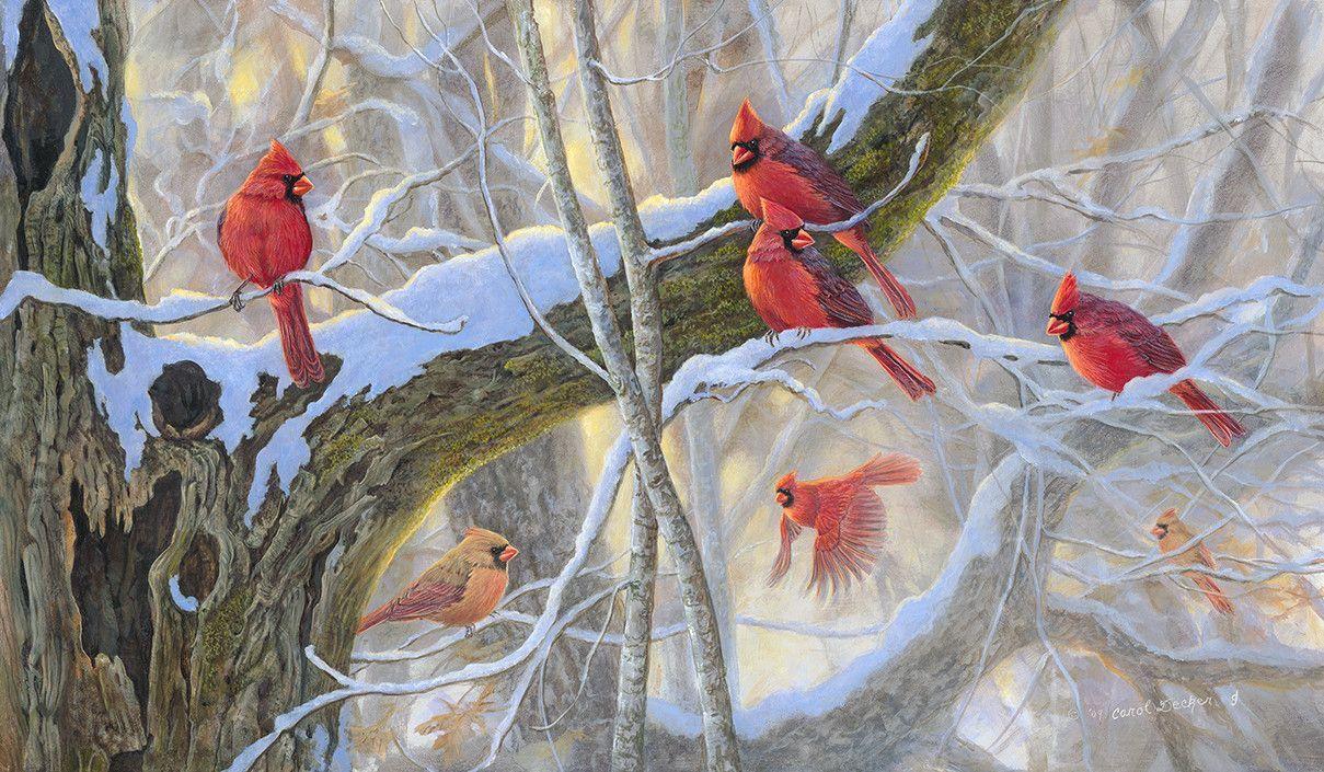 Wallpaper For > Winter Cardinal Wallpaper