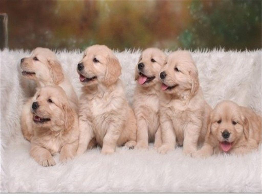 Cute Puppies Picture & Wallpaper of Dog Breeds