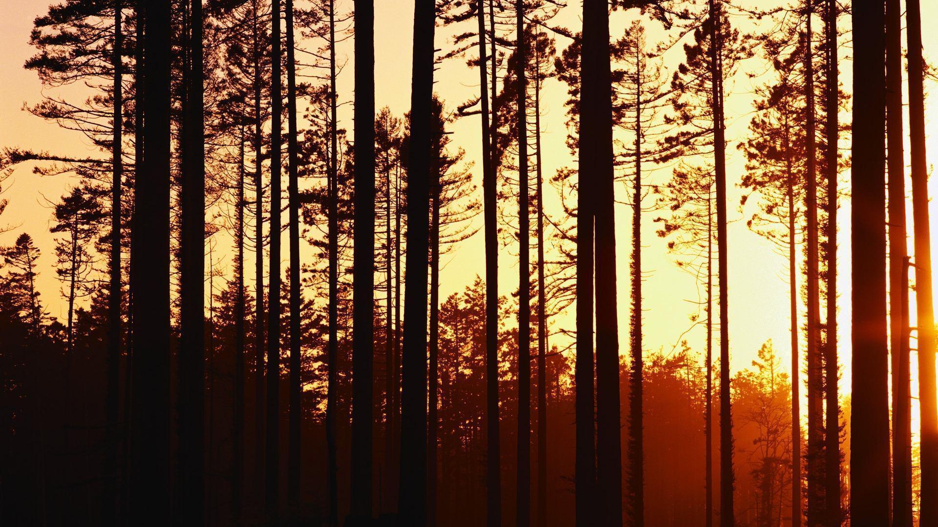 Duskwood sunset illuminates woods Wallpaper 1920x1080 HD Wallpap