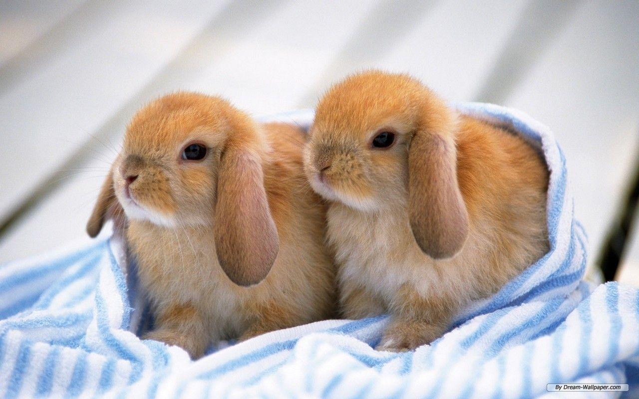 Bunnies Rabbits Wallpaper