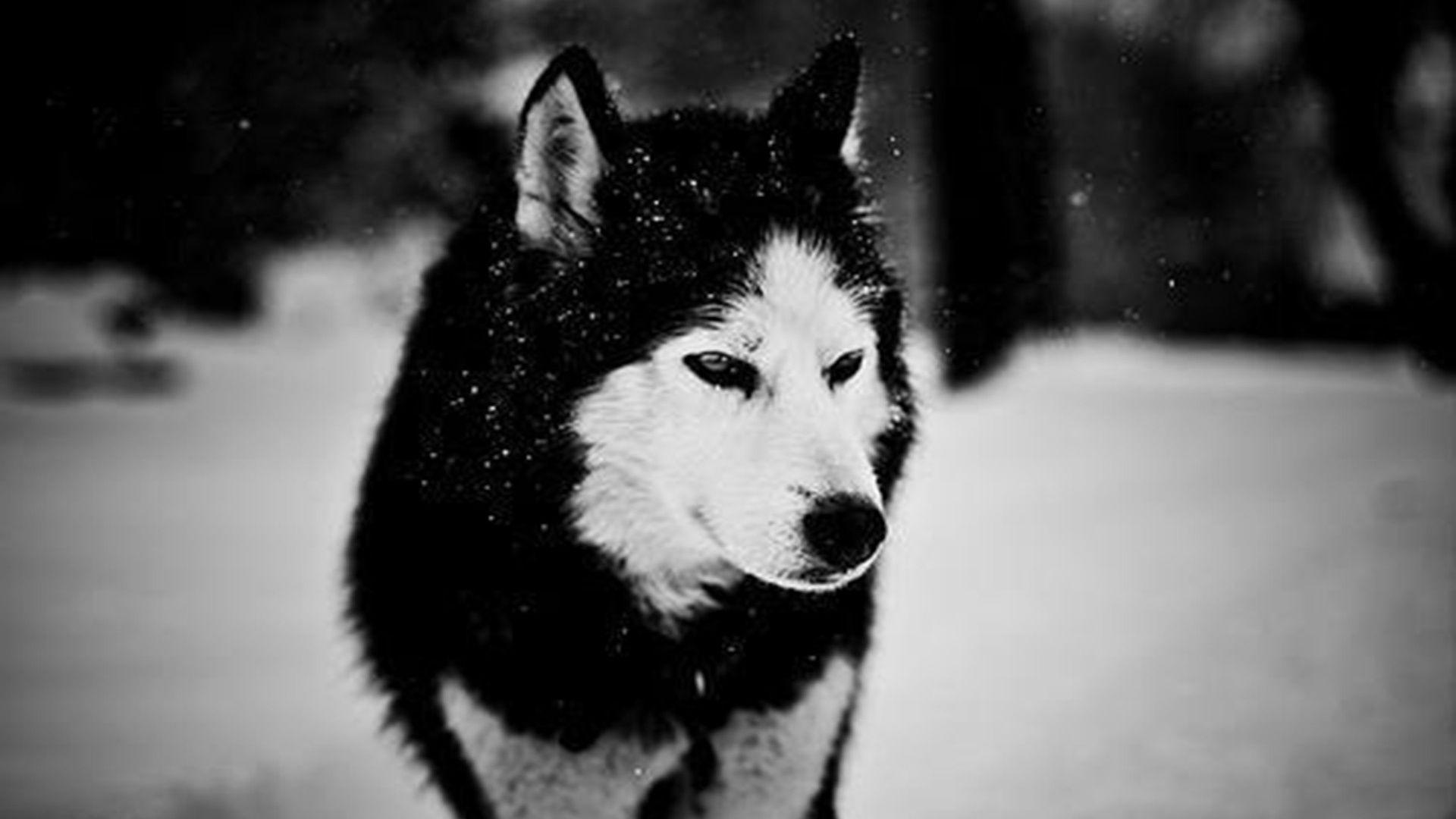 Wolf in Winter desktop PC and Mac wallpaper