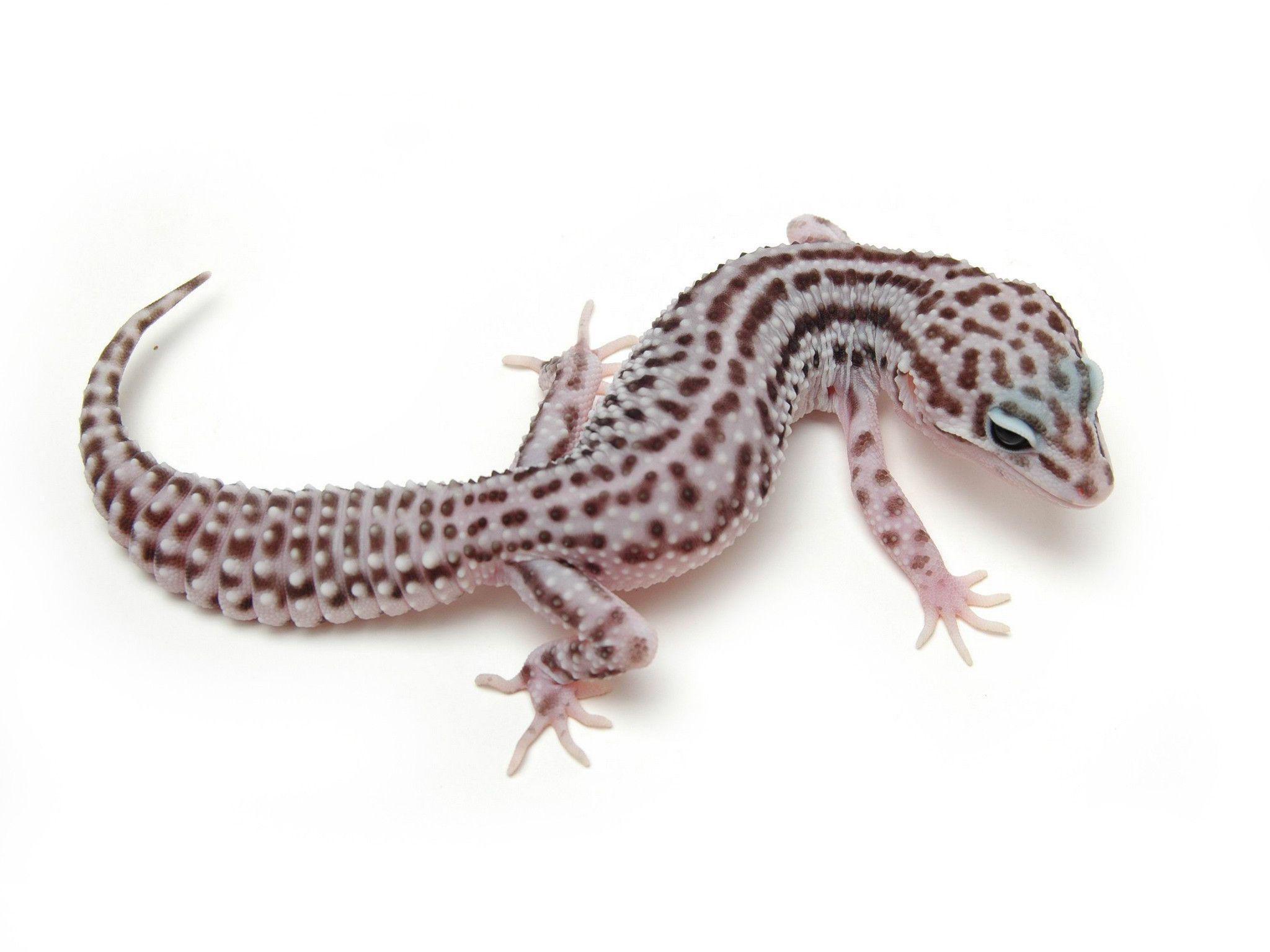 Picture Image Snow Leopard Gecko, Wallpaper, HD Wallpaper