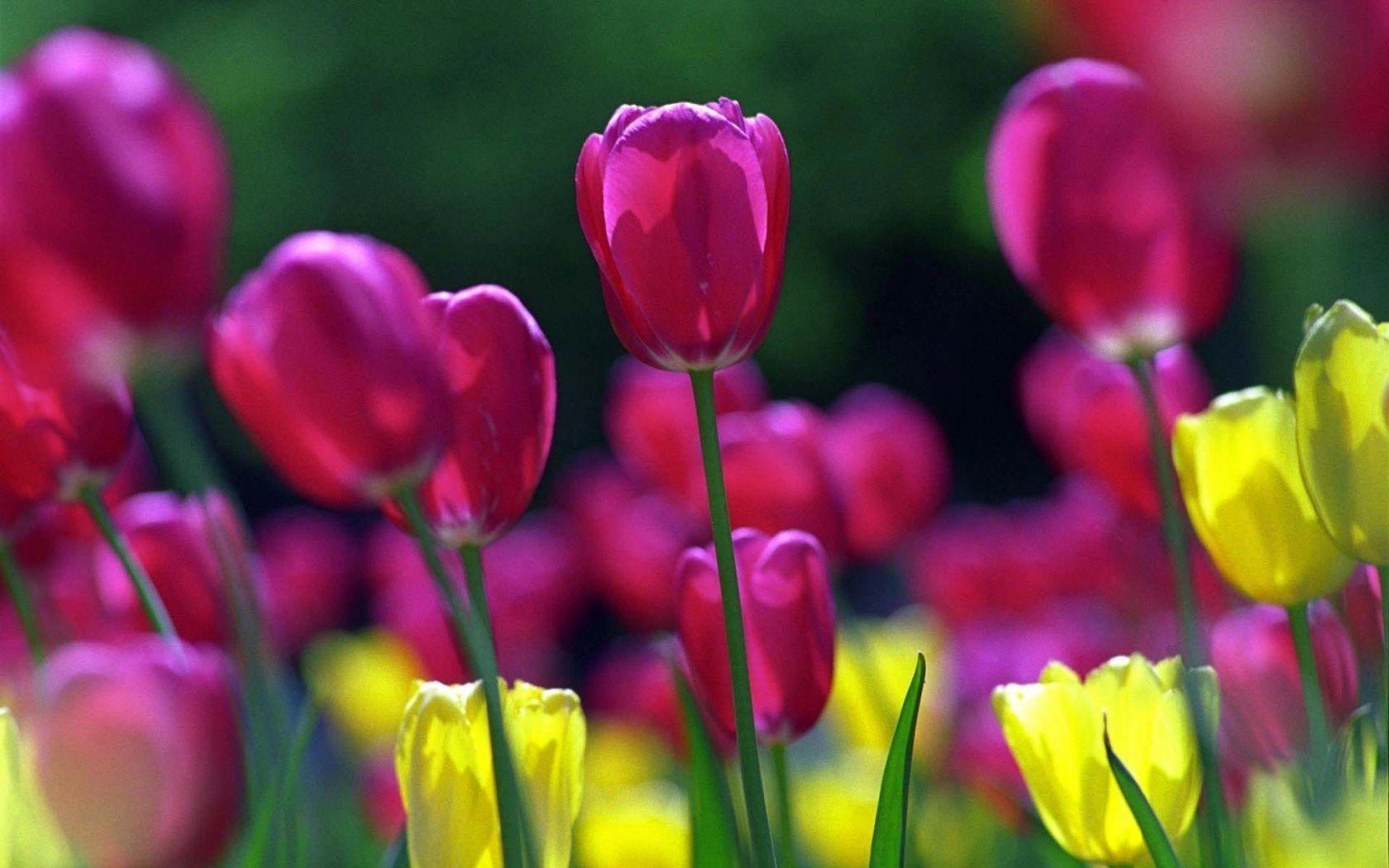 Spring Flowers Wallpaper in Red, Yellow for Desktop Background