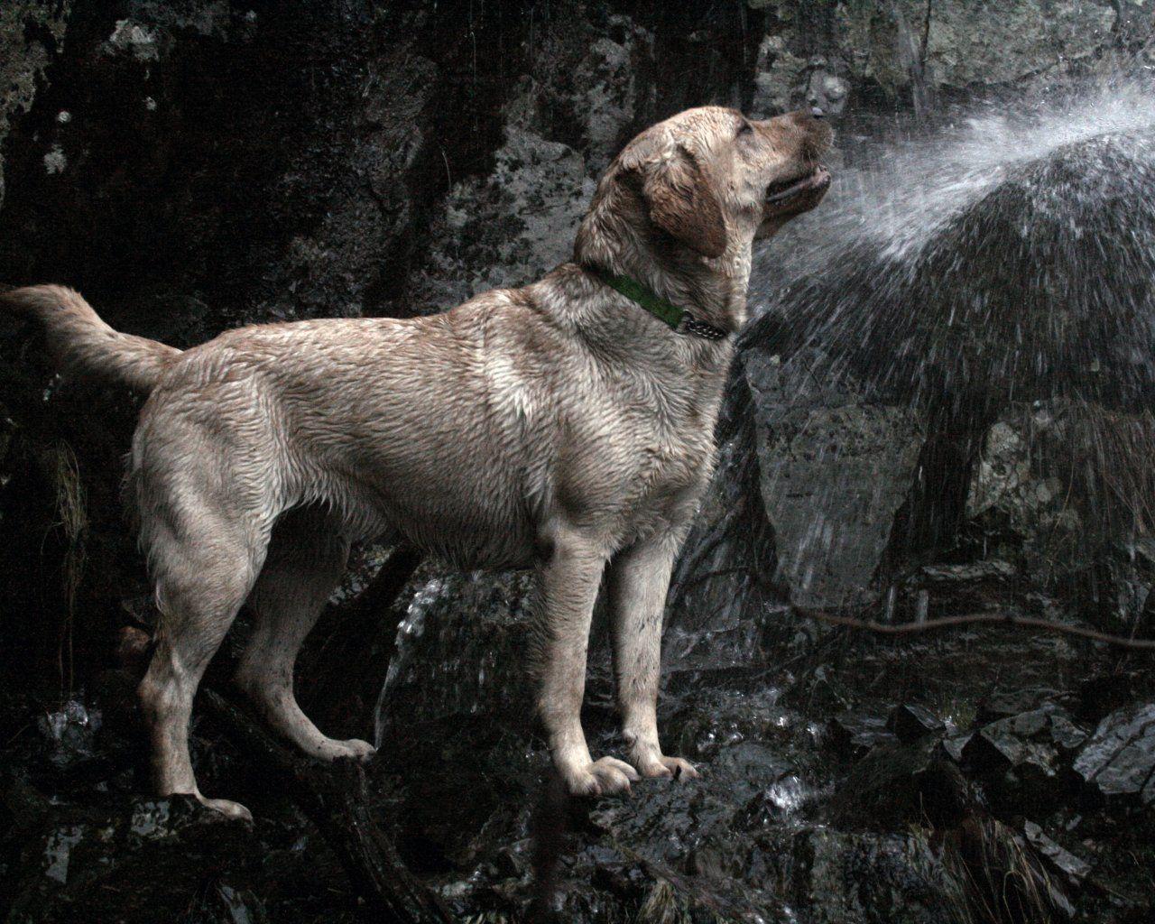 Yellow Lab Wallpapers - Wallpaper Cave
