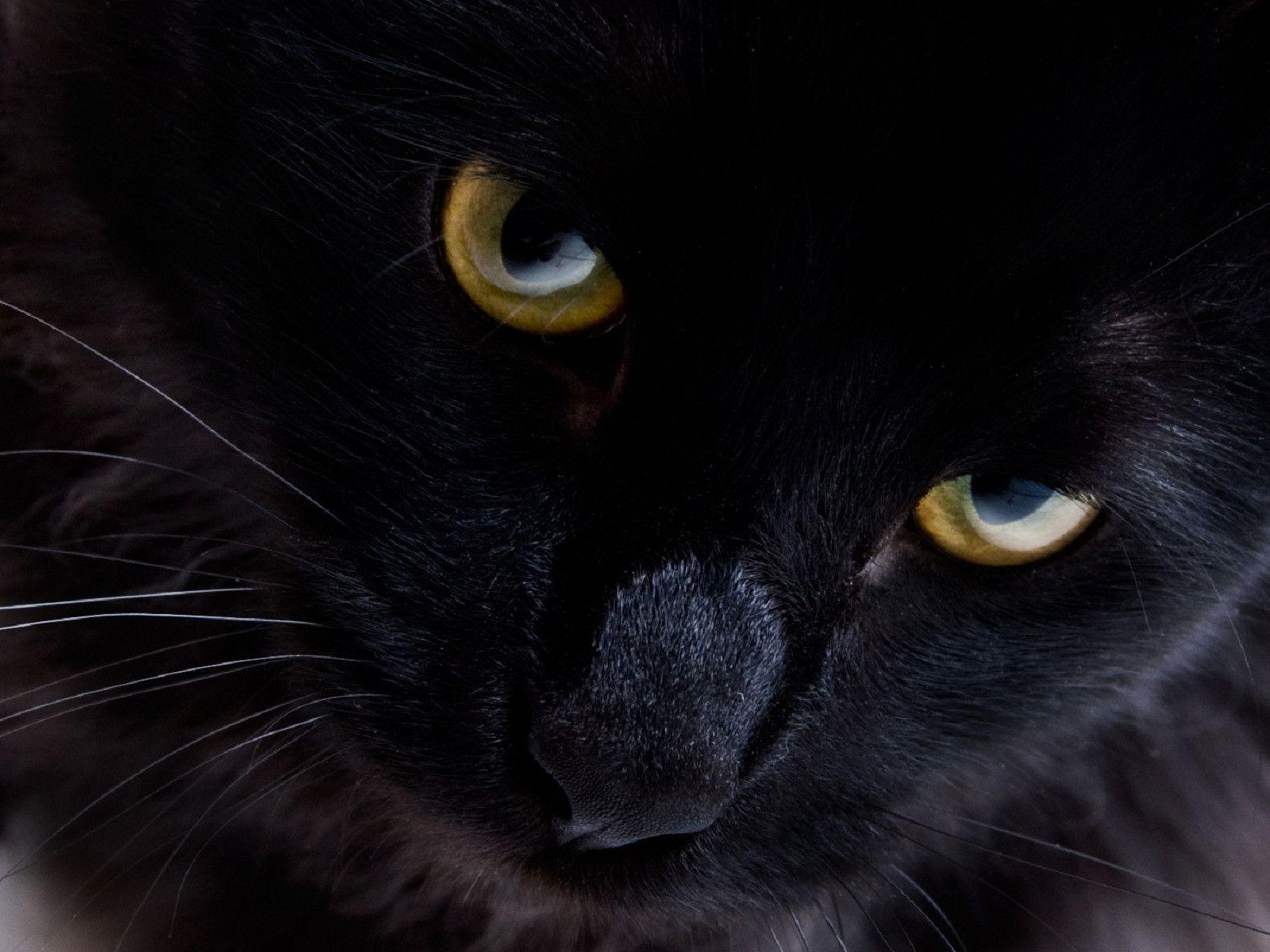 Persian black cat Wallpaper