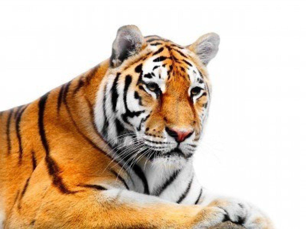 883199 Big Tiger On A White Background