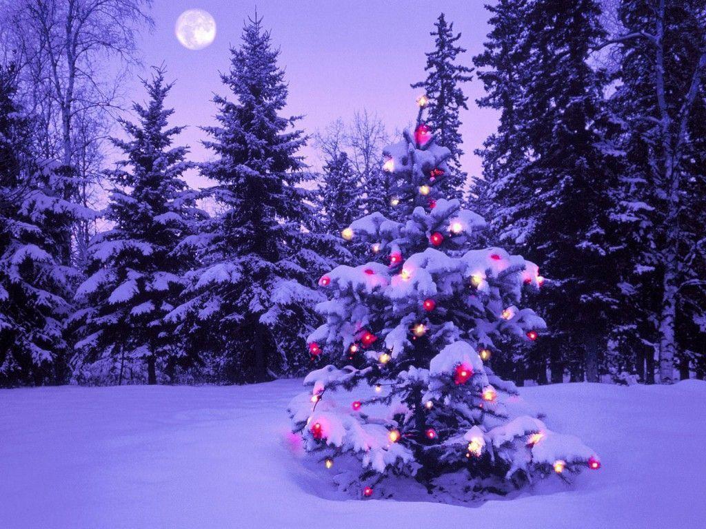 Merry Christmas Tree Wallpaper Background