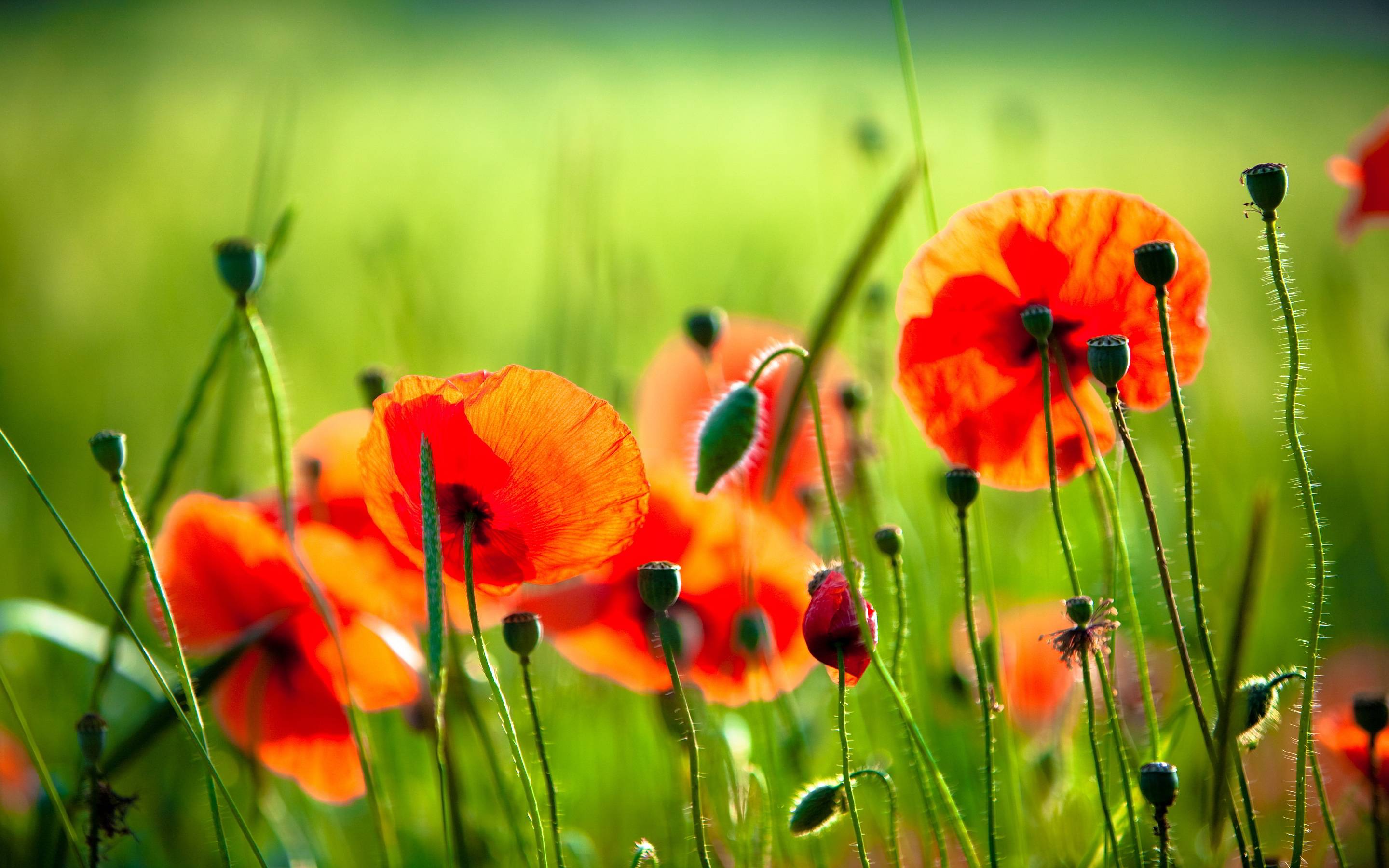 Red Poppy Wallpapers - Wallpaper Cave