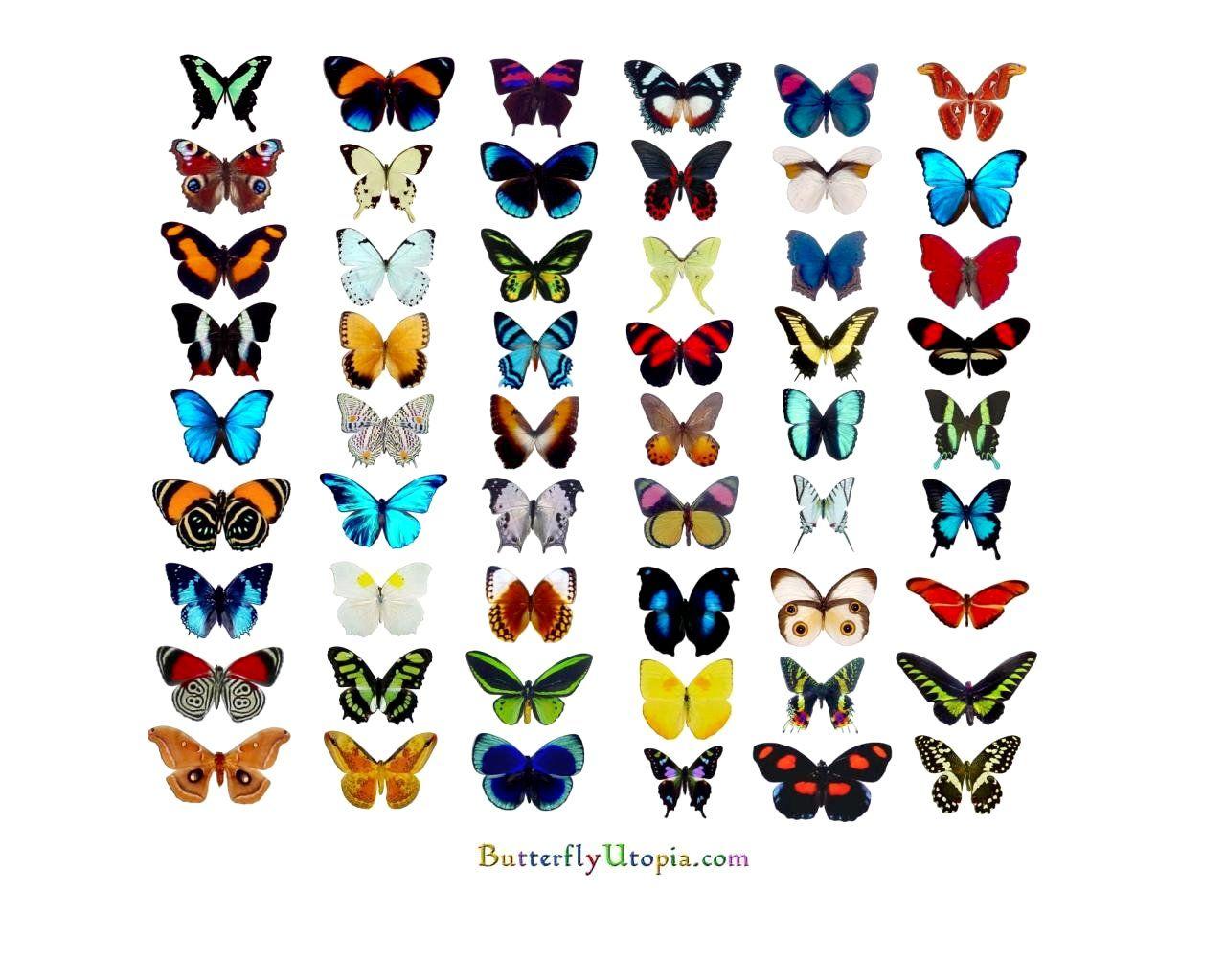 Free Butterfly Wallpaper, Wallpaper, Background, Desktop