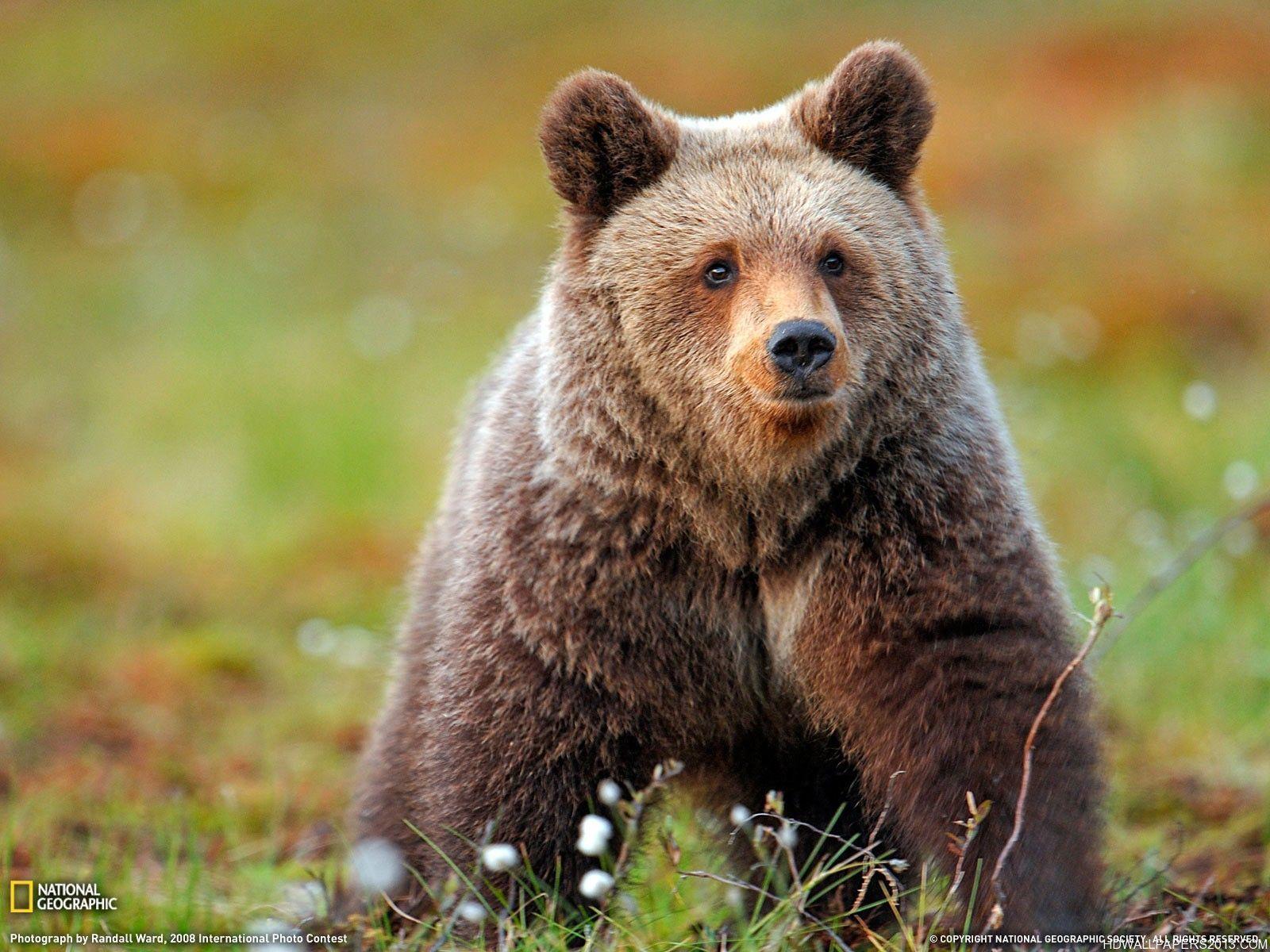 Grizzly Bear Wallpaper. High Definition Wallpaper, High