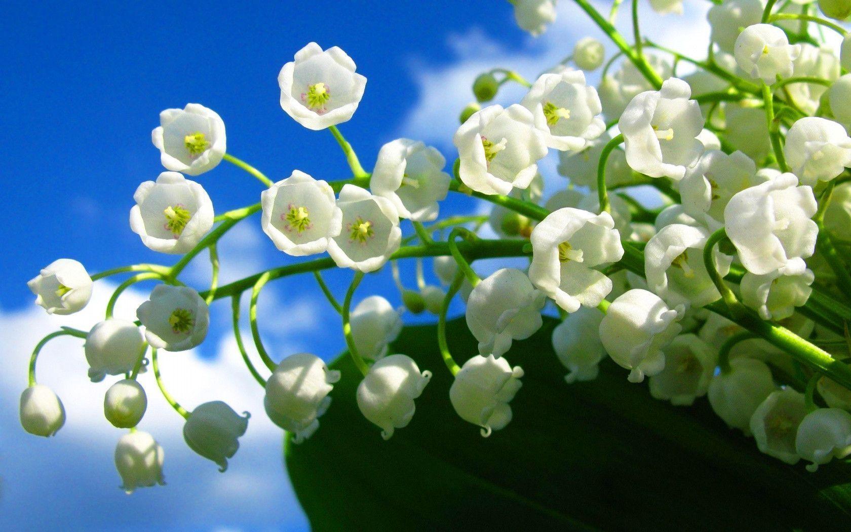Lily Of The Valley Wallpapers - Wallpaper Cave