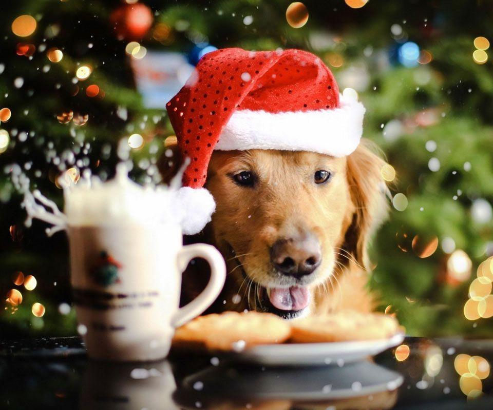 Christmas Dog Photo. Sky HD Wallpaper