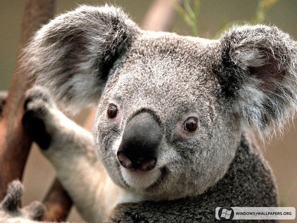 Koala Wallpaper. HD Windows 7 Wallpaper