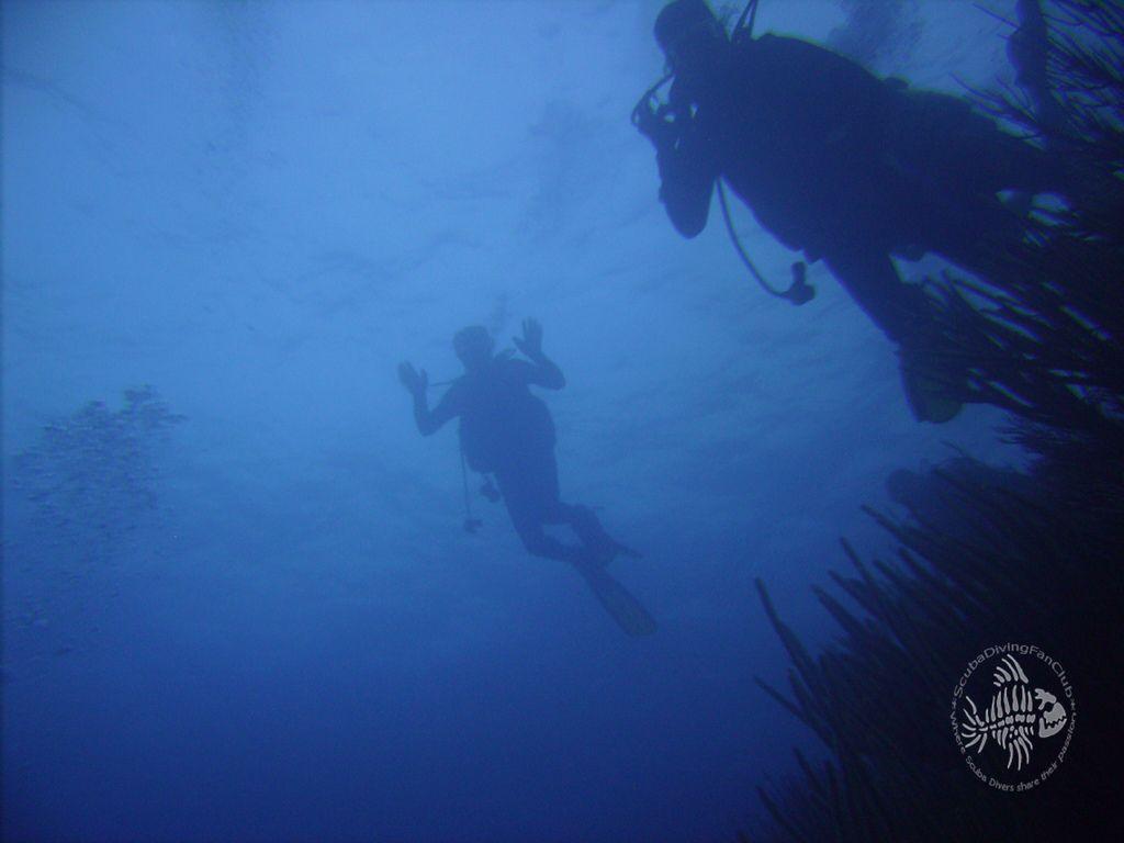 Scuba Diving Wallpaper Free Diving Wallpaper