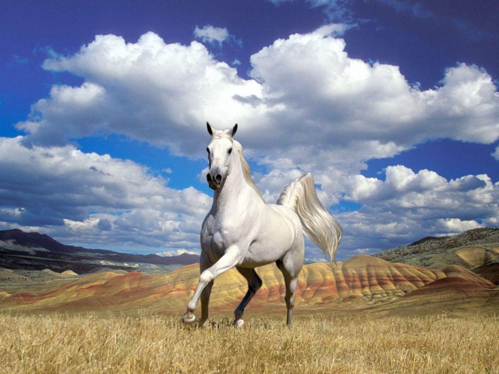 White Horse Wallpaper. White Horse Desktop Wallpaper. Cool