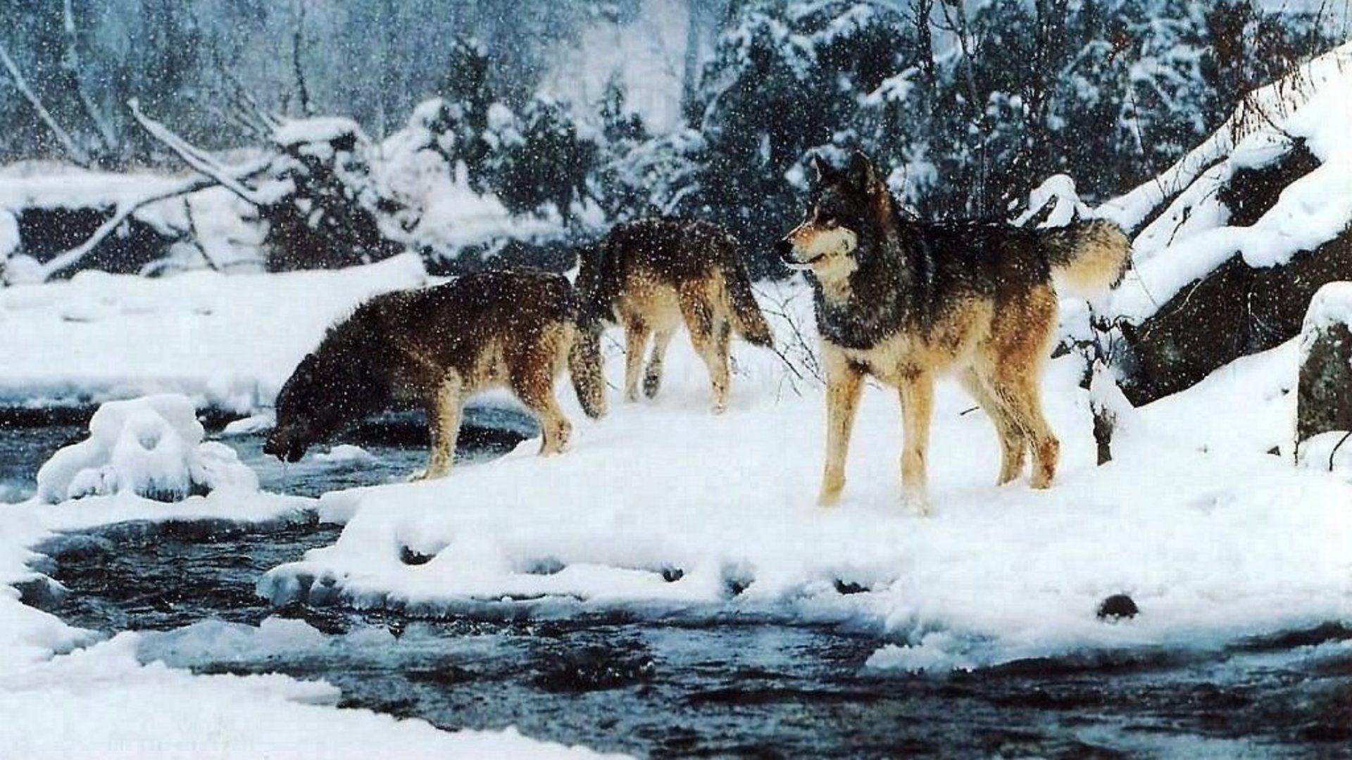 image For > Wolves Pack Wallpaper HD