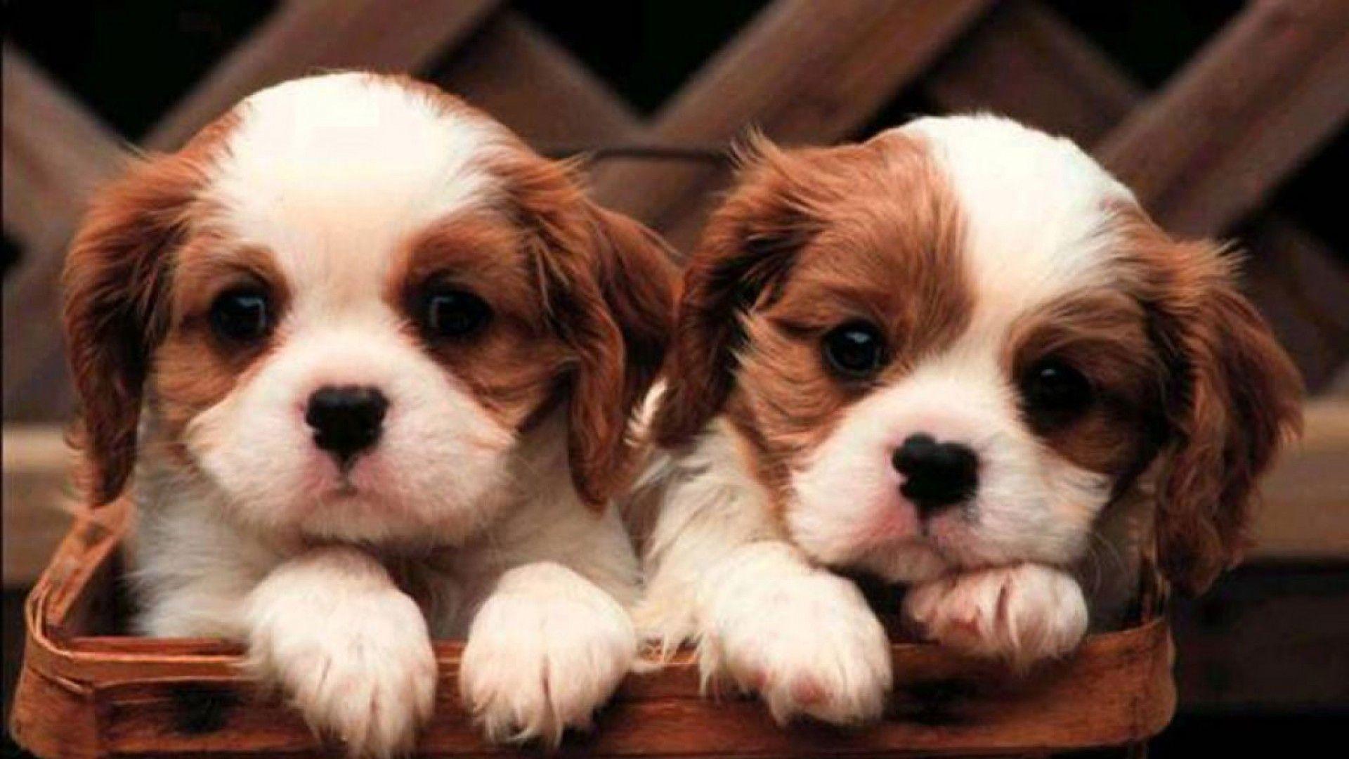 Cute Puppies Cute Puppy Puppys Cute Puppys Cute Puppy Wallpaper