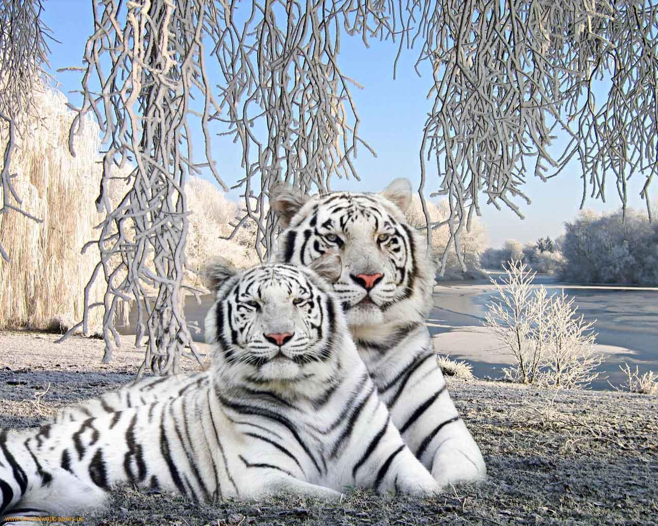 image For > Cute Baby White Tiger Wallpaper
