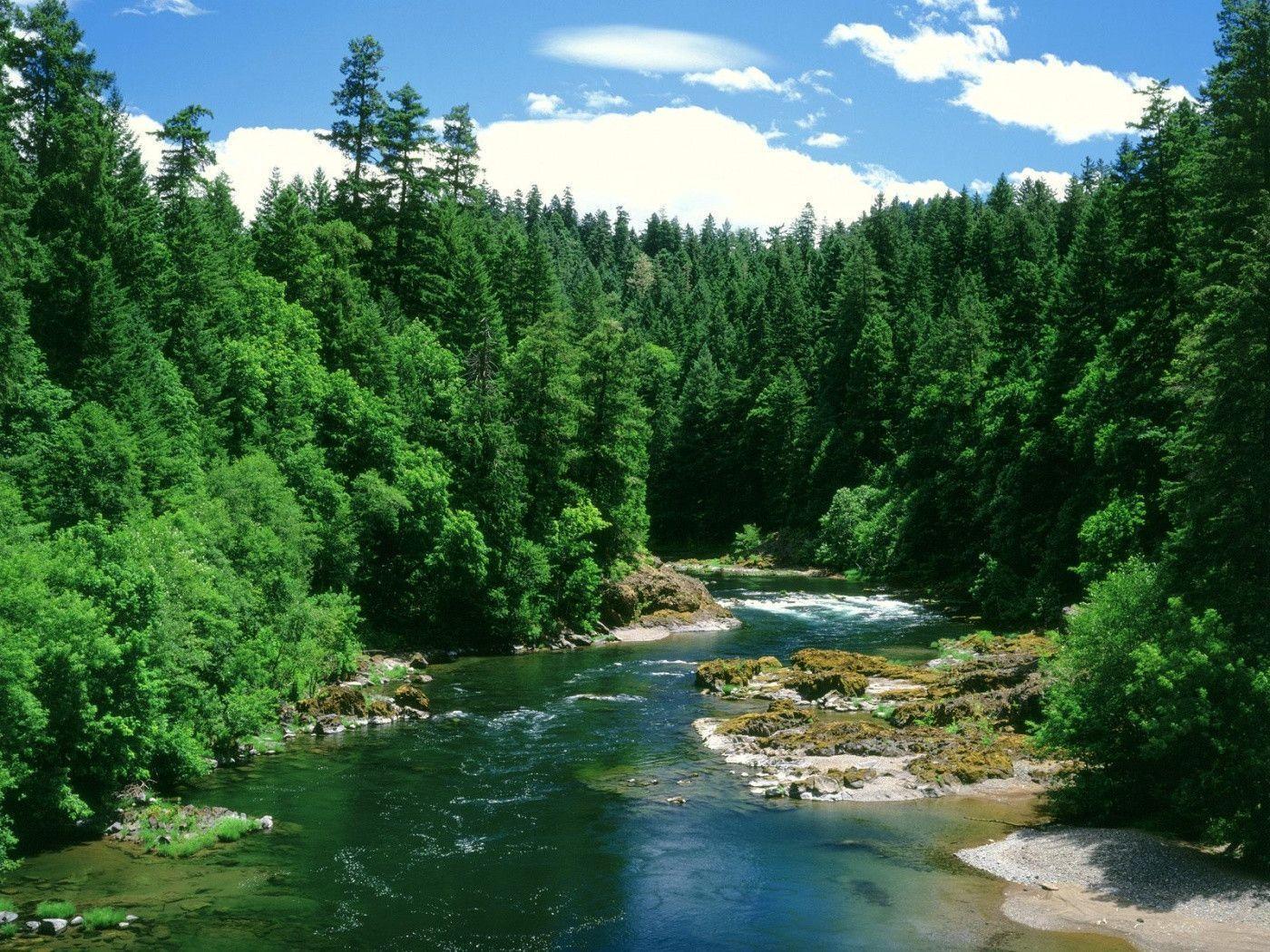 Mountain River And Forest desktop wallpaper