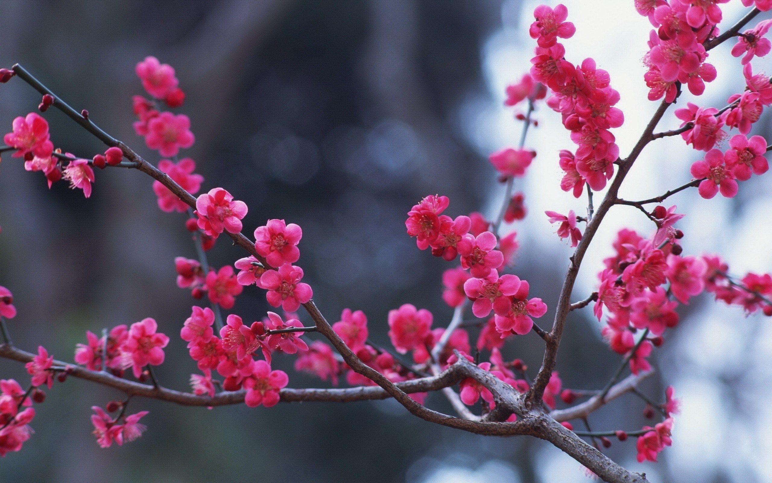 Spring Nature Wallpaper with Pink Flower Branches