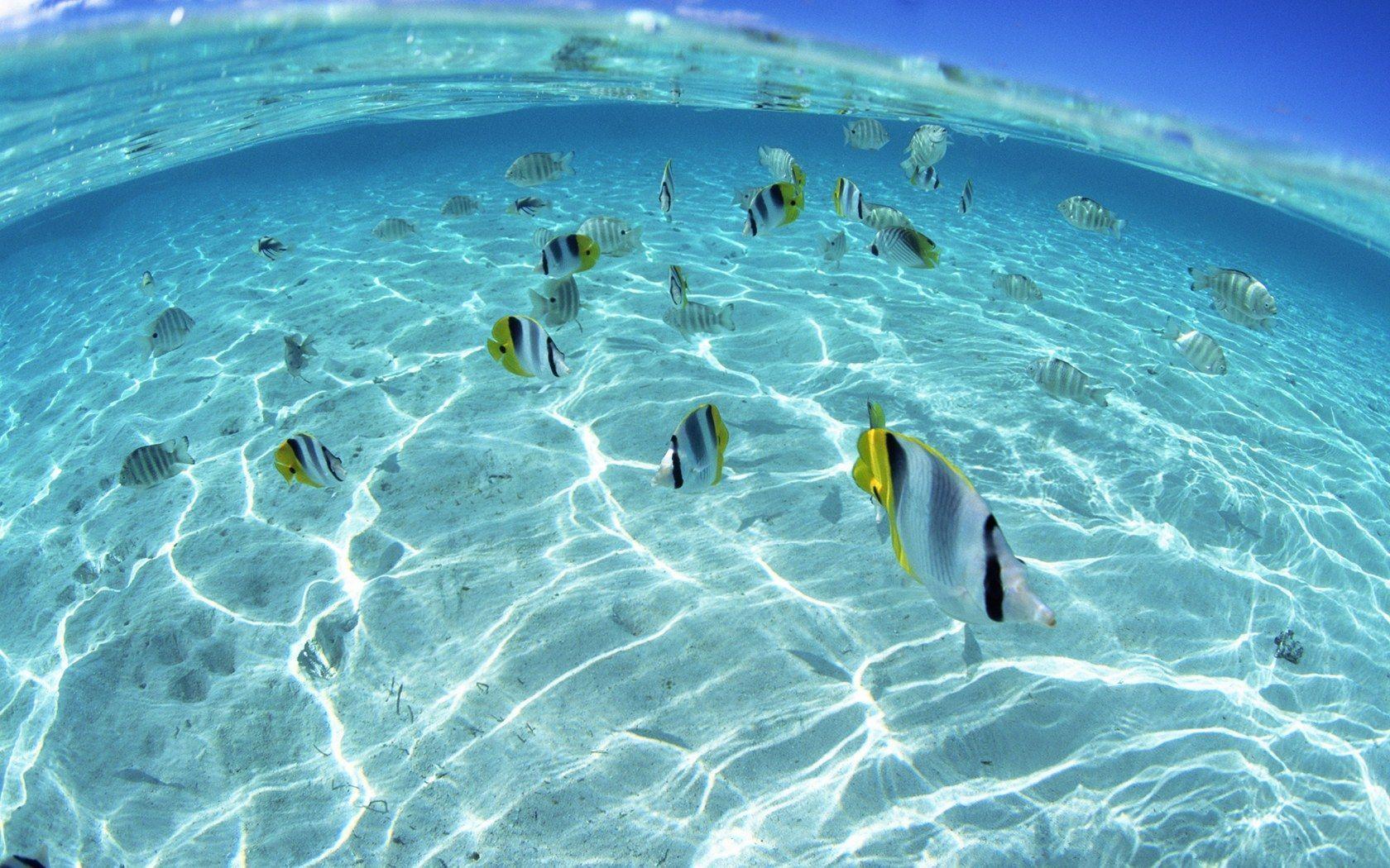 Beautiful Underwater In Hawaii Beach Wallpaper Wallpaper