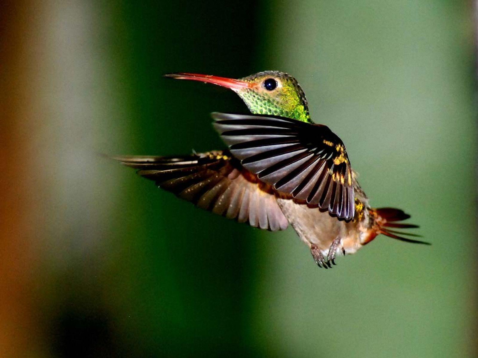 Hummingbird With Chicks X Animal Wallpaper