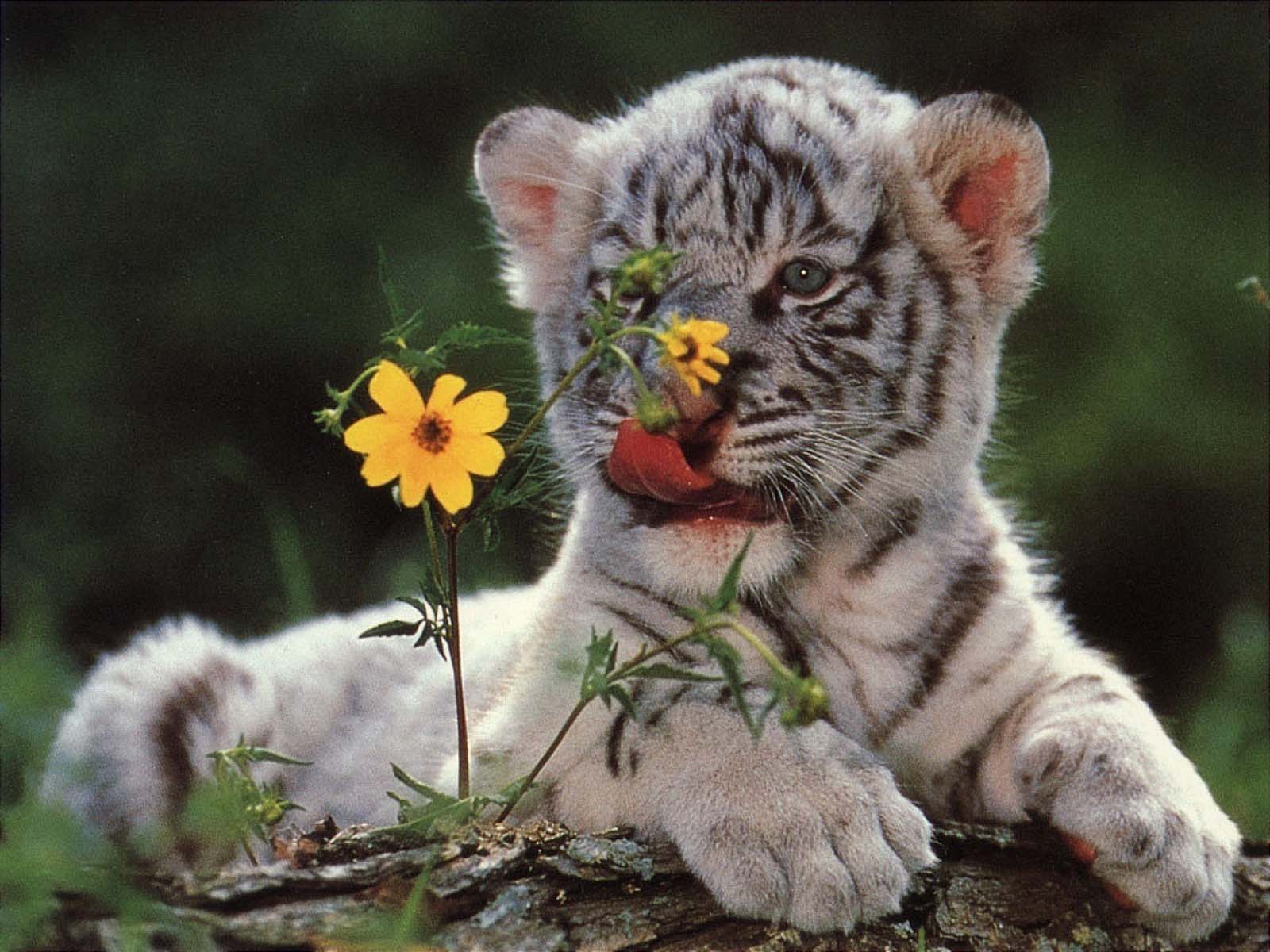 Animals For > Baby White Tiger Wallpaper