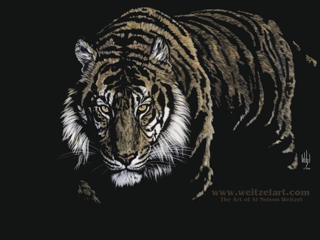 Wallpaper For > Black Tiger Wallpaper