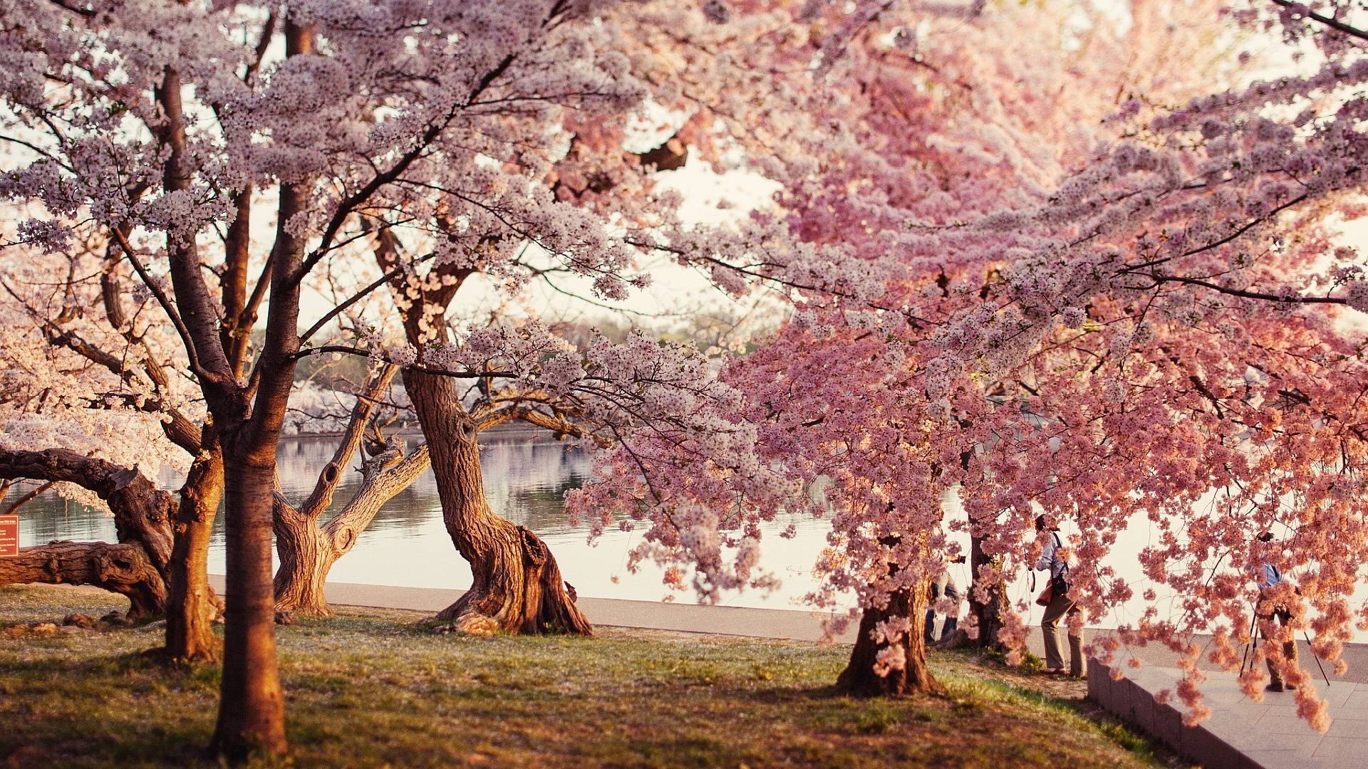 Cherry Blossom Desktop Wallpapers Wallpaper Cave 