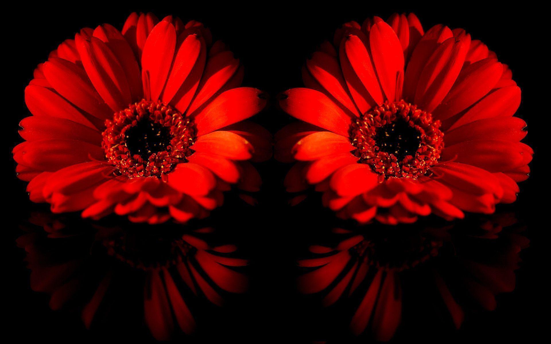 image For > Red Gerber Daisies